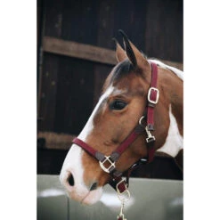 Kentucky Plaited Nylon Halter 14 Kentucky Plaited Nylon Halter -Riding Horse Apparel Shop 22012019 485a4444 fa666445 8f8c 4b0f b911 d04644b41288