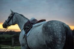 Sheepskin Comfort Half Pad - Trifecta -Riding Horse Apparel Shop 7024whiteatdusk scaled 1