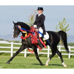 Breyer Traditional Kb Omega Fahim Arabian -Riding Horse Apparel Shop Breyer Traditional Kb Omega Fahim Arabian 3