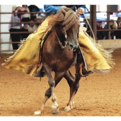 Breyer Traditional Native Sun Morgan Quest 9 Breyer Traditional Native Sun Morgan Quest -Riding Horse Apparel Shop Breyer Traditional Morgan Quest Native Sun 3