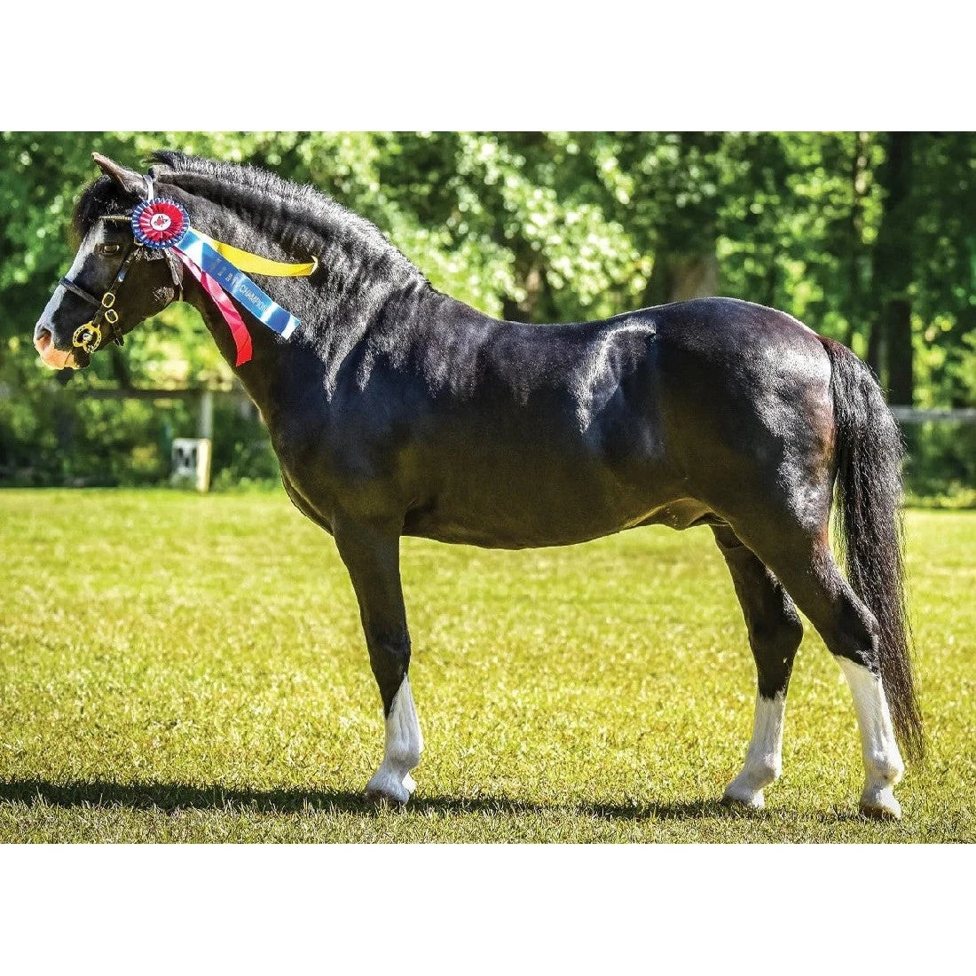 Breyer Traditional Nistar Blazing Kansas & Ethel 5 Breyer Traditional Nistar Blazing Kansas & Ethel - Image 3