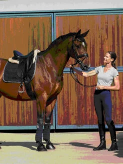 Navy Kentucky Earlwood Tights -Riding Horse Apparel Shop Earlwood Kentucky Tights Navy 7