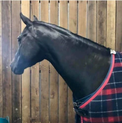 Hairy Pony Coat Conditioner Essential Oil 100ml -Riding Horse Apparel Shop Hairy Pony Coat Conditioner Essential Oil 100ml 4