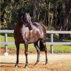 Hairy Pony Coat Conditioner Essential Oil 1lit 8 Hairy Pony Coat Conditioner Essential Oil 1lit -Riding Horse Apparel Shop Hairy Pony Coat Conditioner Essential Oil 1lit 3