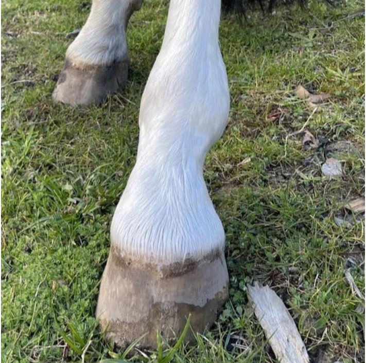 Hairy Pony Shampoo Bar Purple Toner Anti-bacterial 4 Hairy Pony Shampoo Bar Purple Toner Anti-bacterial - Image 2