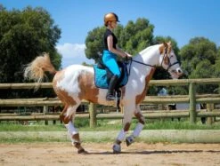 Micro Woven Cotton Blend Jodhpurs In Turquoise - Final Runout, Last Sizes 19 Micro Woven Cotton Blend Jodhpurs In Turquoise - Final Runout, Last Sizes -Riding Horse Apparel Shop IMG 9674 Edit 2