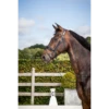 Dy'on New English Collection - Black Patent Large Crank Noseband With Flash - Full -Riding Horse Apparel Shop NEDCANBL e649f4f7 3480 4085 9ca8 642f4cac5c26
