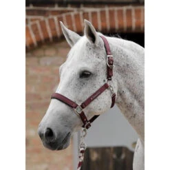 Premier Equine Plain Padded Headcollar -Riding Horse Apparel Shop premier equine plain padded headcollar headcollar 3 dd71d9dc 0fc3 4229 9931 0f0b6f8845a6