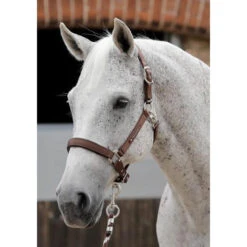 Premier Equine Plain Padded Headcollar -Riding Horse Apparel Shop premier equine plain padded headcollar headcollar 4 dc3c0ca4 d8a4 4fda 8081 e6f655f10720