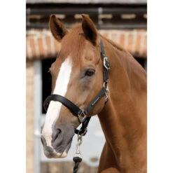 Premier Equine Plain Padded Headcollar -Riding Horse Apparel Shop premier equine plain padded headcollar headcollar 5 0ad8262f d891 489e b8c2 f247a9042467